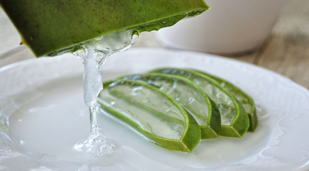 Slices of Aloe Vera plant showing the gel inside and the emptying of a leaf into a dish.